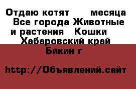 Отдаю котят. 1,5 месяца - Все города Животные и растения » Кошки   . Хабаровский край,Бикин г.